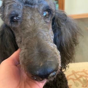 Meet your Posher, Anne